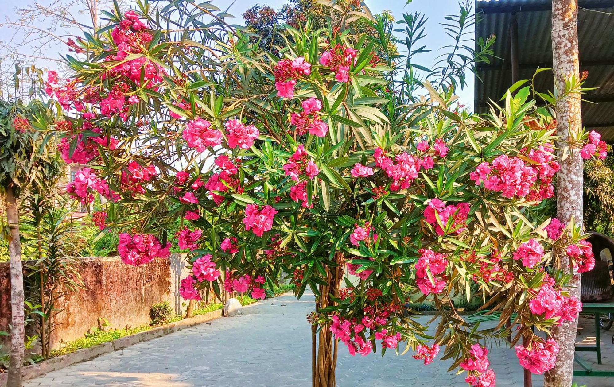 Hotel Butterfly - Peaceful Garden For Nature Lovers Sauraha Eksteriør bilde